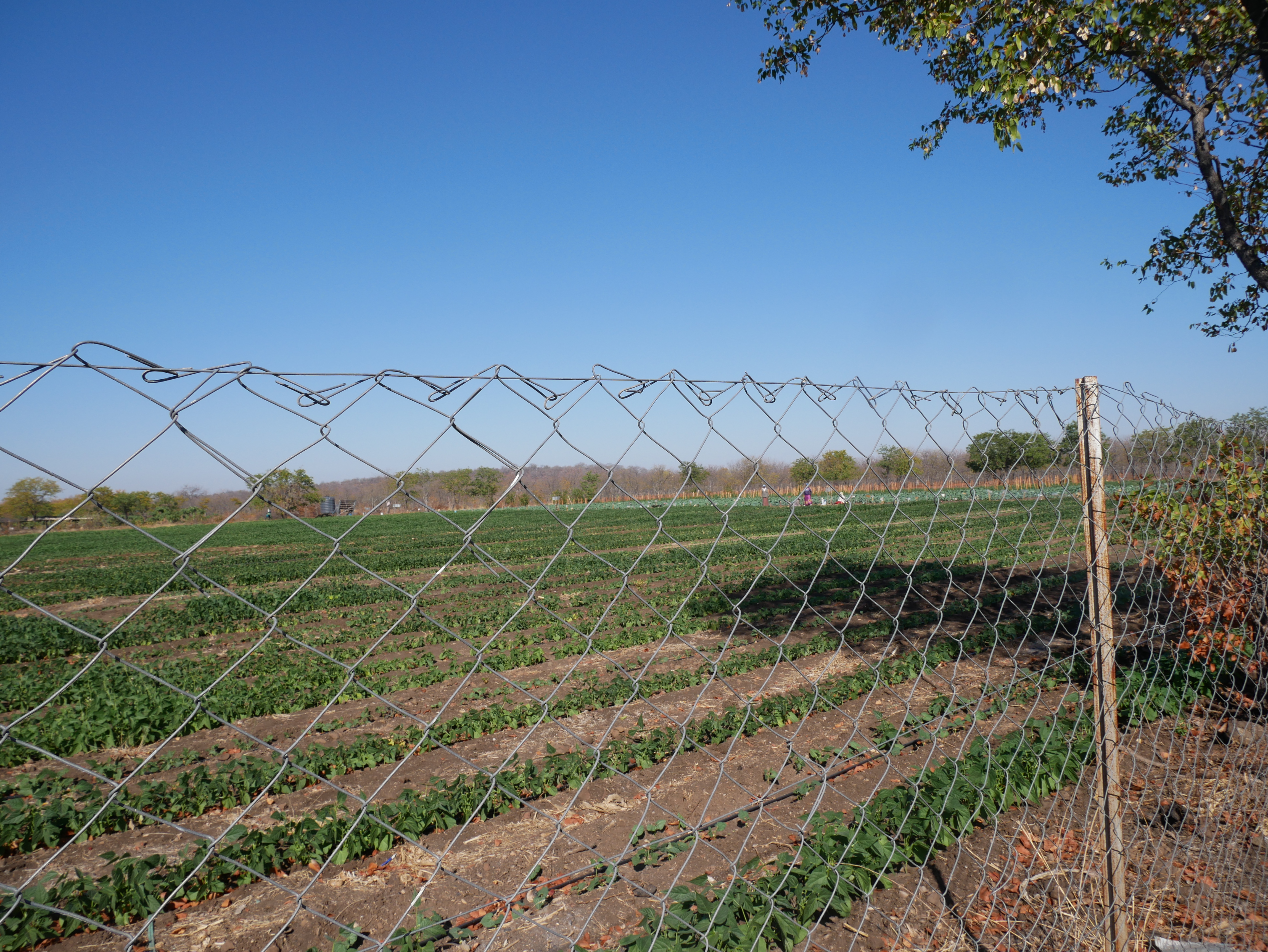 Agriculture